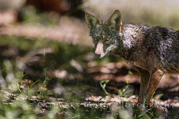 Coyote