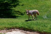 Coyote