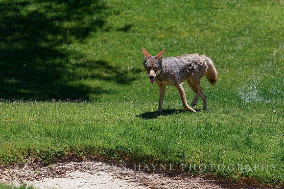 Coyote
