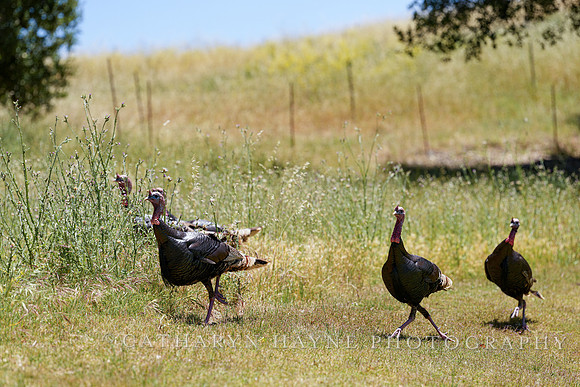 Turkey