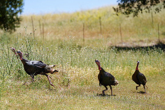 Turkey