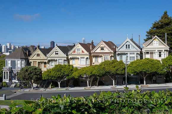 Painted Ladies