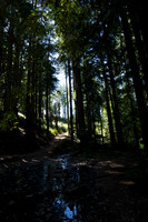 Lake Lagunitas