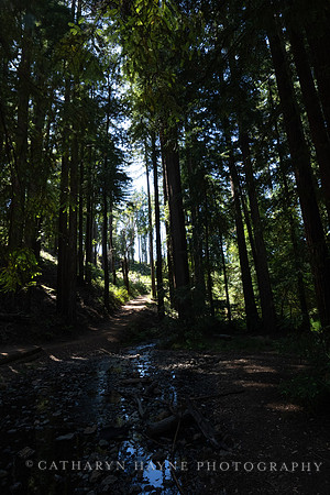 Lake Lagunitas