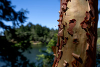 Lake Lagunitas