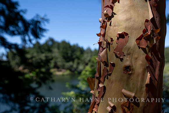 Lake Lagunitas