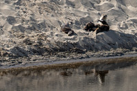 20260712 Abbots Lagoon Otters