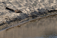 Abbotts Lagoon