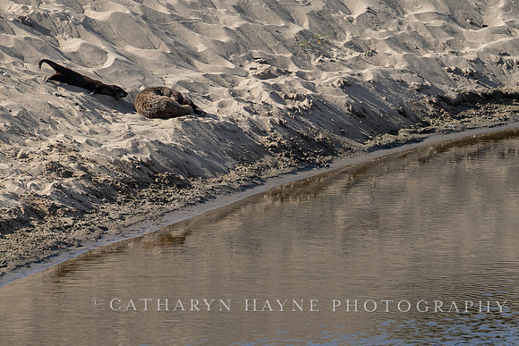 Abbotts Lagoon