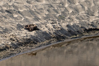 Abbotts Lagoon