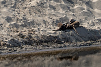 Abbotts Lagoon