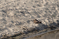Abbotts Lagoon