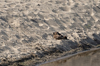 Abbotts Lagoon