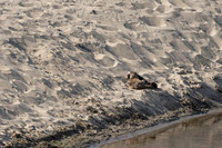 Abbotts Lagoon