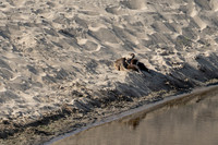 Abbotts Lagoon
