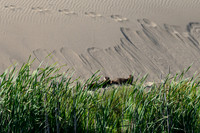 Abbotts Lagoon