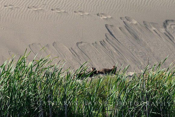 Abbotts Lagoon