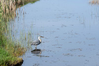 Abbotts Lagoon