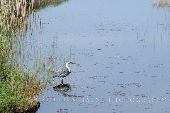 Abbotts Lagoon