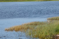 Abbotts Lagoon