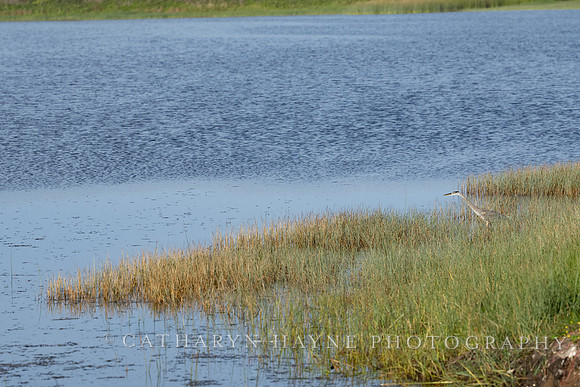 Abbotts Lagoon
