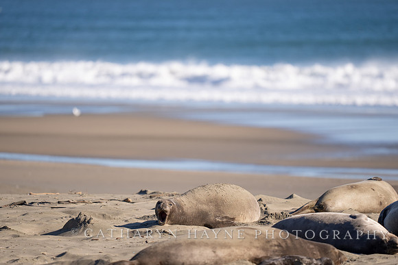 Elephant Seal, Drakes Beach