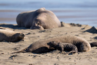 Elephant Seal Cub, Drakes Beach
