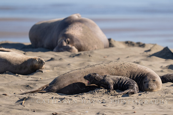 Elephant Seal Cub, Drakes Beach