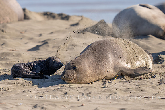 Elephant Seal Cub, Drakes Beach