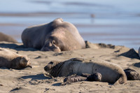 Elephant Seal Cub, Drakes Beach