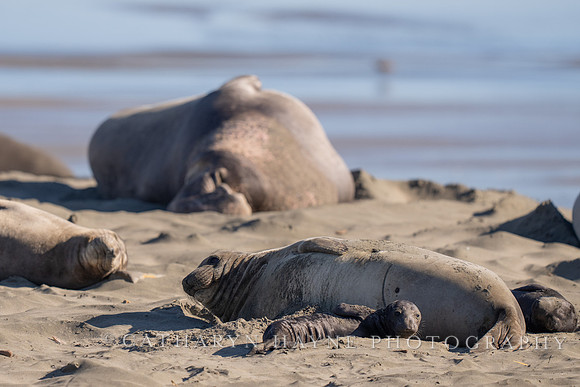 Elephant Seal Cub, Drakes Beach