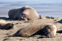 Elephant Seal Cub, Drakes Beach