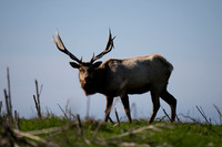 Tule Elk