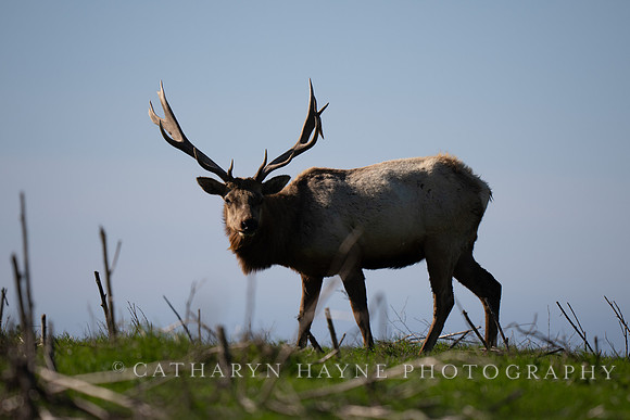 Tule Elk