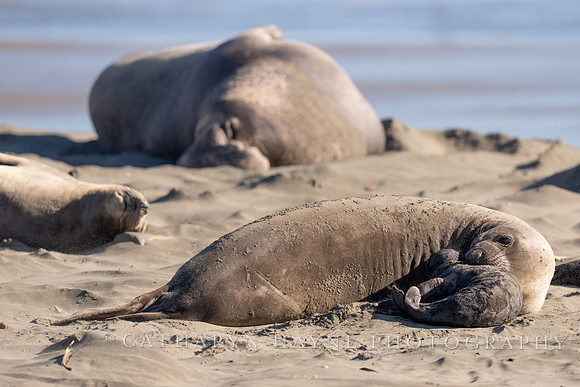 Elephant Seal Cub, Drakes Beach
