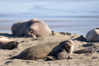 Elephant Seal Cub, Drakes Beach