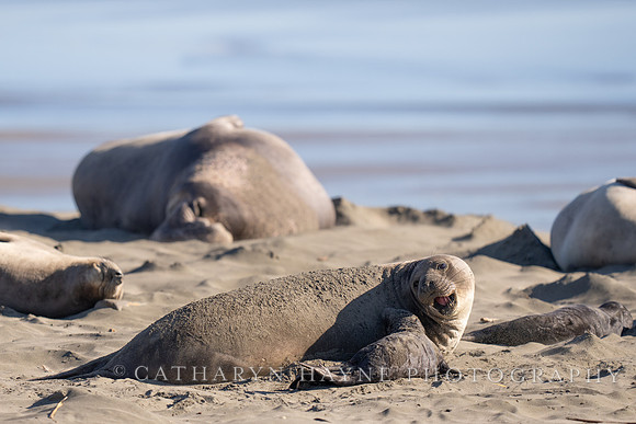 Elephant Seal Cub, Drakes Beach