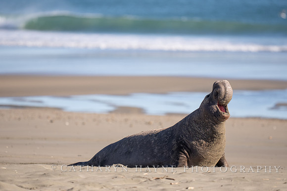 Elephant Seal, Drakes Beach