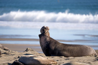 Elephant Seal, Drakes Beach