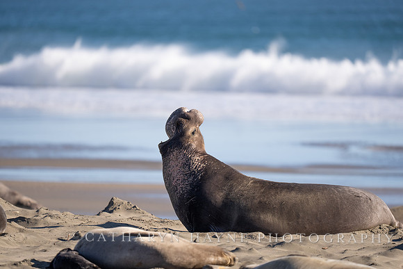 Elephant Seal, Drakes Beach