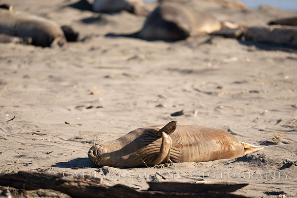 Elephant Seal, Drakes Beach