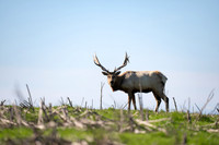 Tule Elk
