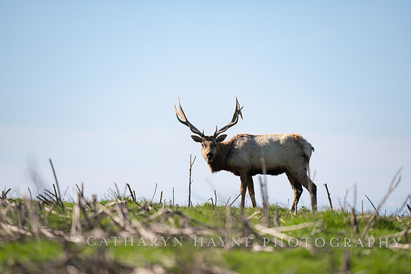 Tule Elk