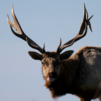 Tule Elk