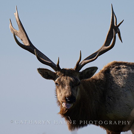 Tule Elk