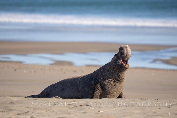 Elephant Seal, Drakes Beach