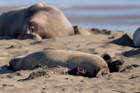 Elephant Seal Cub, Drakes Beach