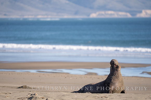 Elephant Seal, Drakes Beach