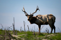 Tule Elk
