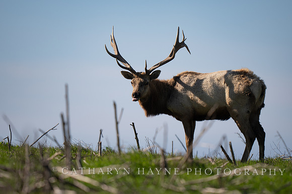 Tule Elk
